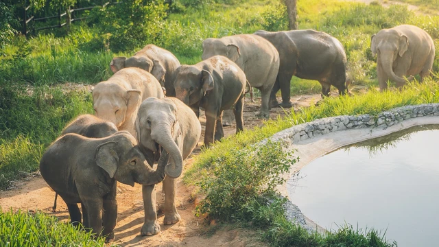 Samui Elephant Sanctuary