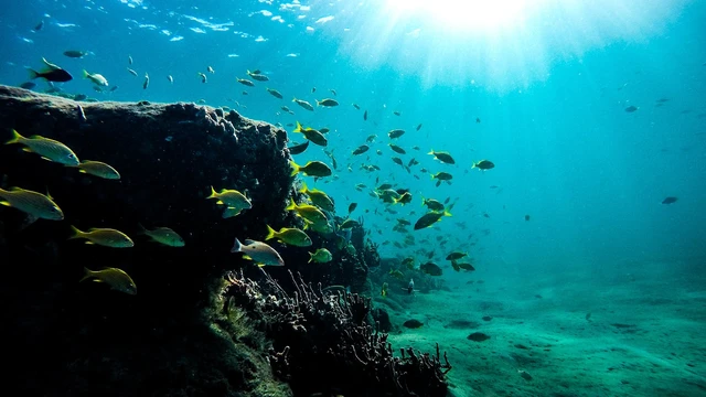 Snorkeling and Diving